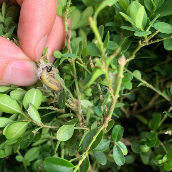 Boxwood Bugs + Fungus