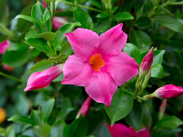 We have a huge selection of annuals!