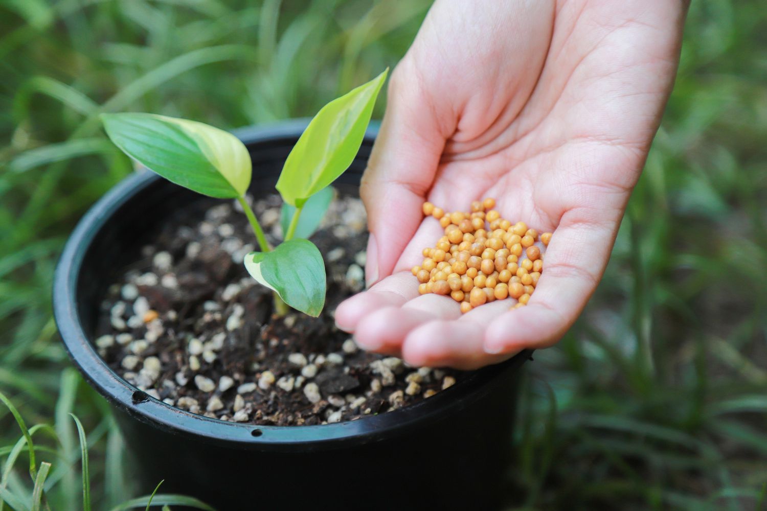 What do the three numbers on fertilizer mean?