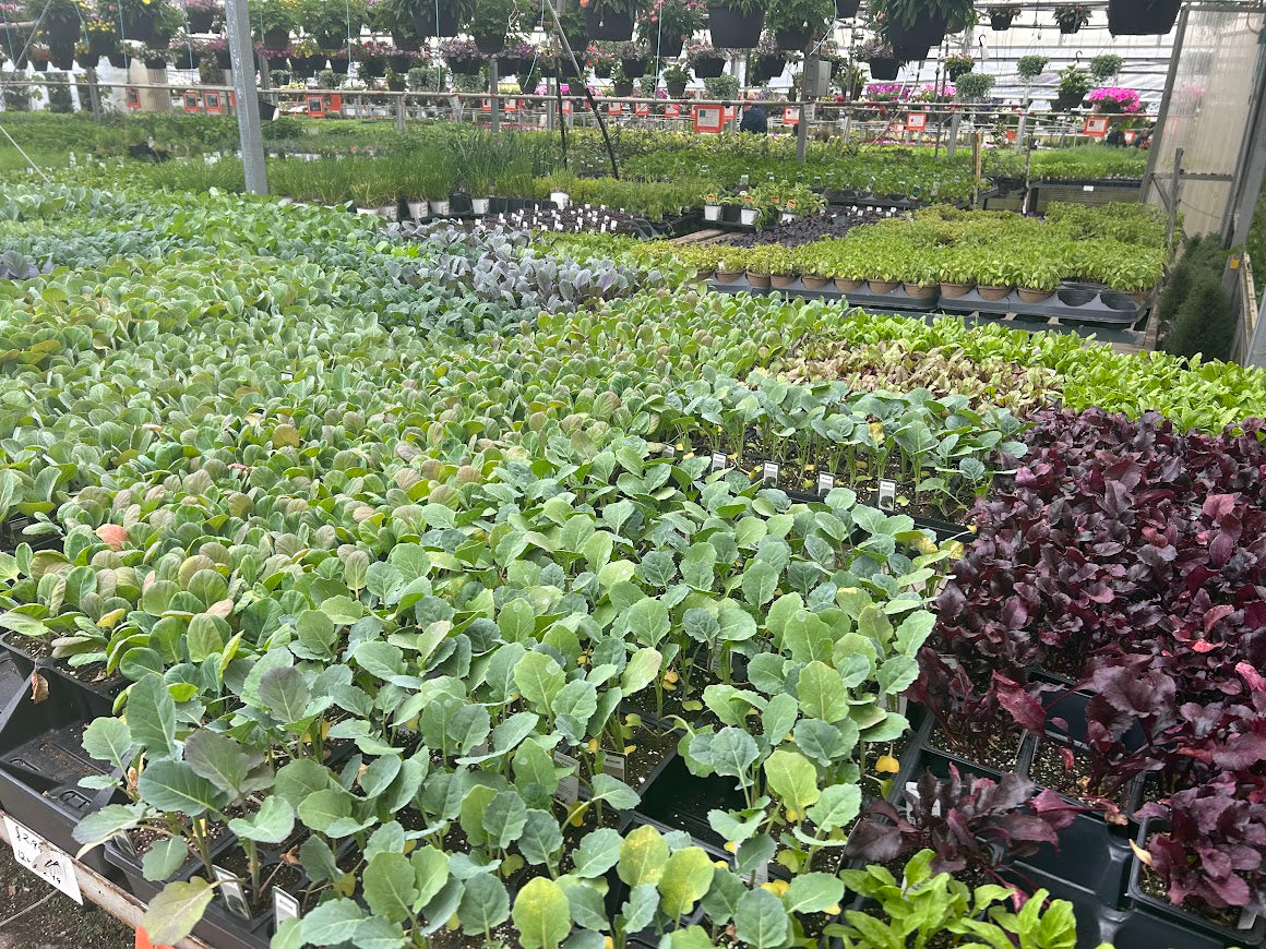 Planting your Veggie