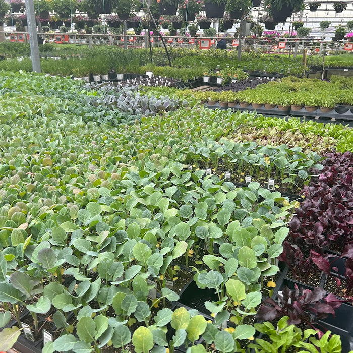 Planting your Veggie