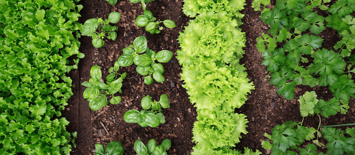 Yes, we have Herbs & Veggies