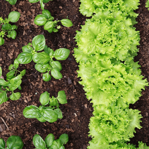 Yes, we have Herbs & Veggies