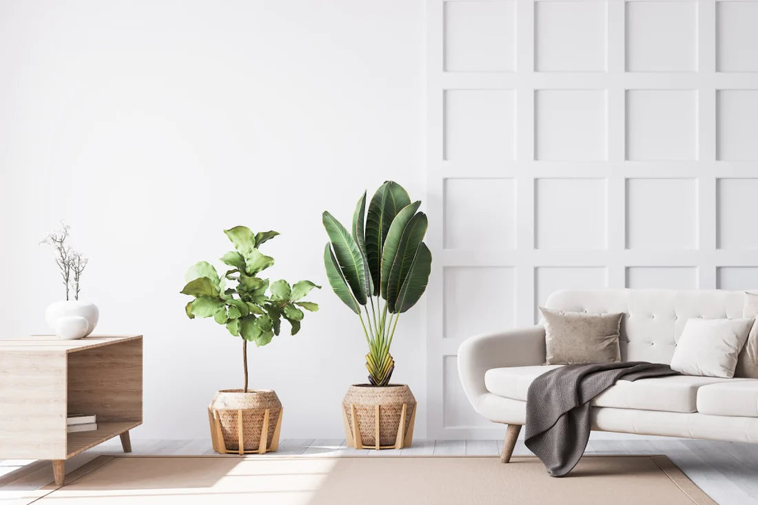 Tropical Plant Trend