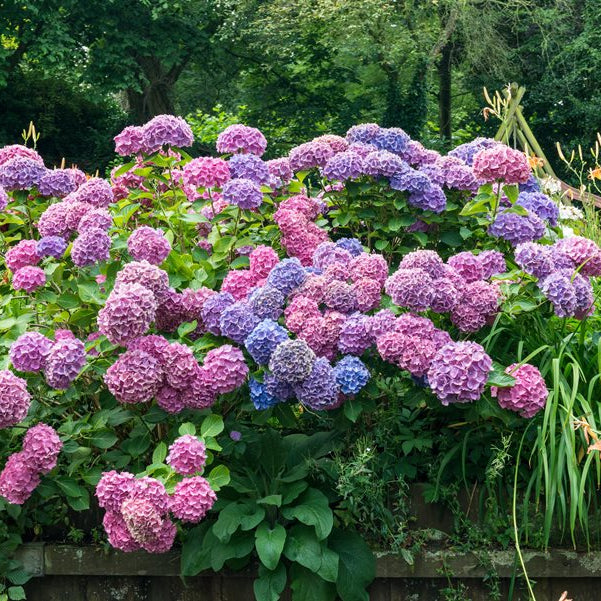 How and When to Prune Hydrangea's