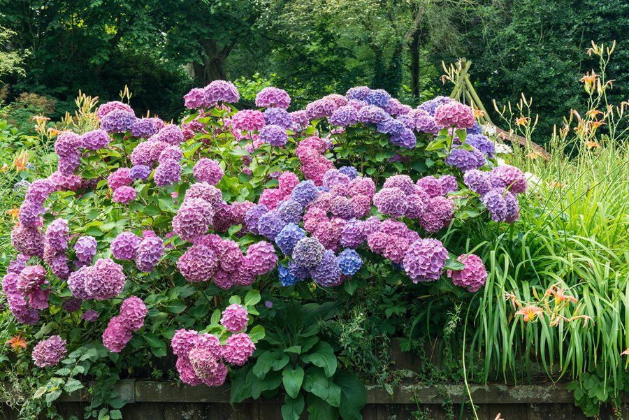 How and When to Prune Hydrangea's
