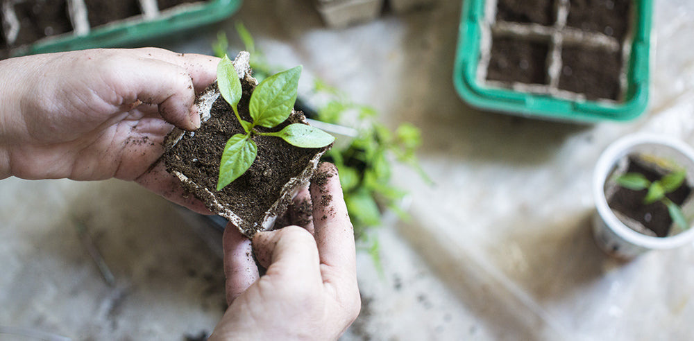 What can I plant now?