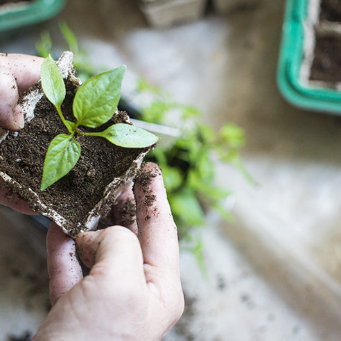 What can I plant now?
