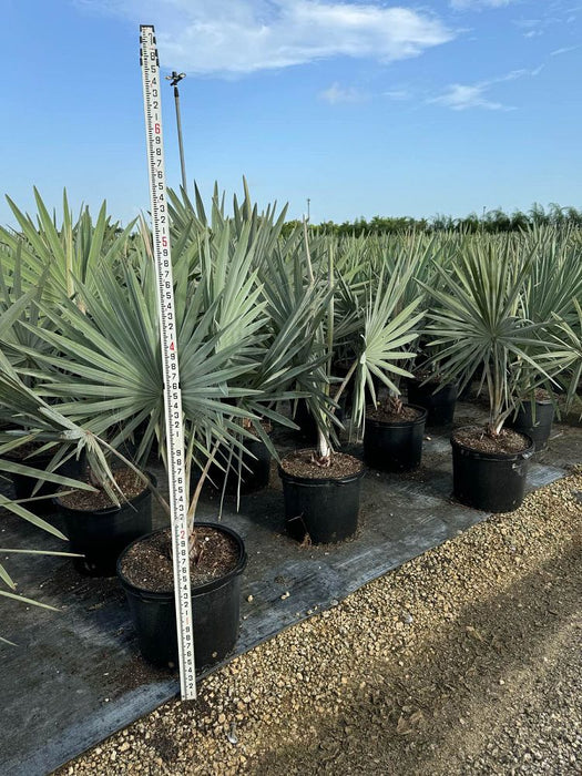 Bismarck Palm - 15 Gallons