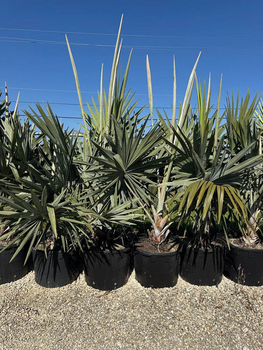 Bismarck Palm - 25 Gallons