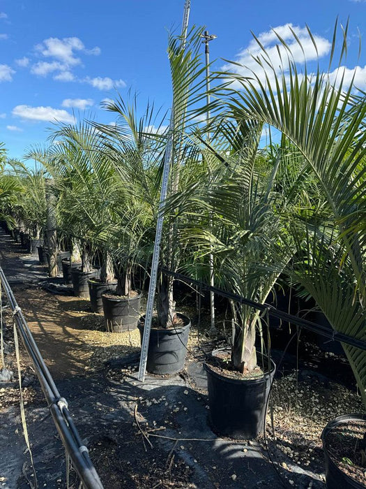 Triangle Palm - 15 Gallon