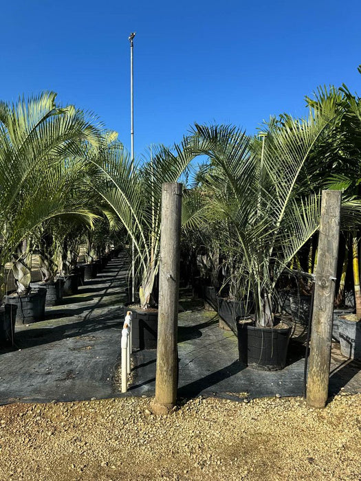 Triangle Palm - 25 Gallon