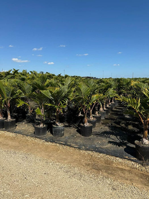 Bottle Palm - 15 Gallons