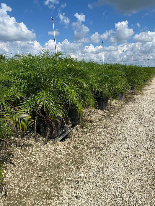 Phoenix Palm - 15 Gallon