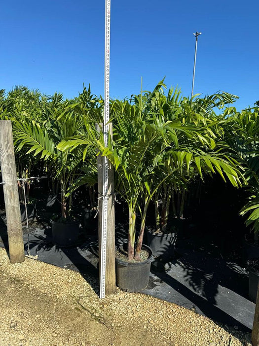 Christmas Palm - 15 Gallons Multi
