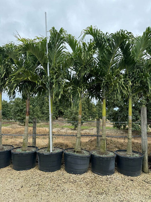 Christmas Palm - 25 Gallons Single
