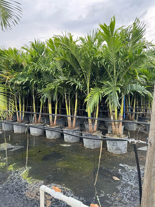 Christmas Palm - 45 Gallons Triple