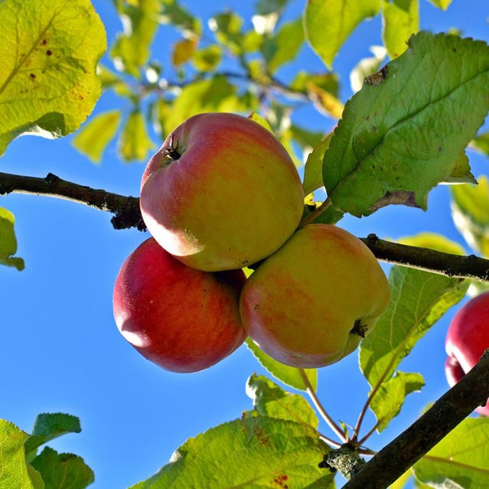 Ambrosia Apple Tree