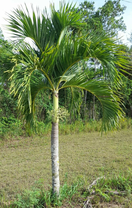 Christmas Palm - 25 Gallons Single