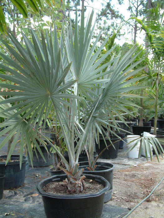 Bismarck Palm - 25 Gallons