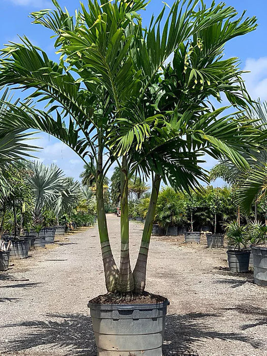 Christmas Palm - 45 Gallons Triple