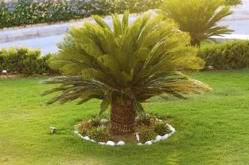 Phoenix Palm - 15 Gallon
