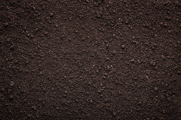Black Topsoil