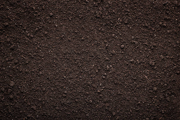 #339 Black Topsoil