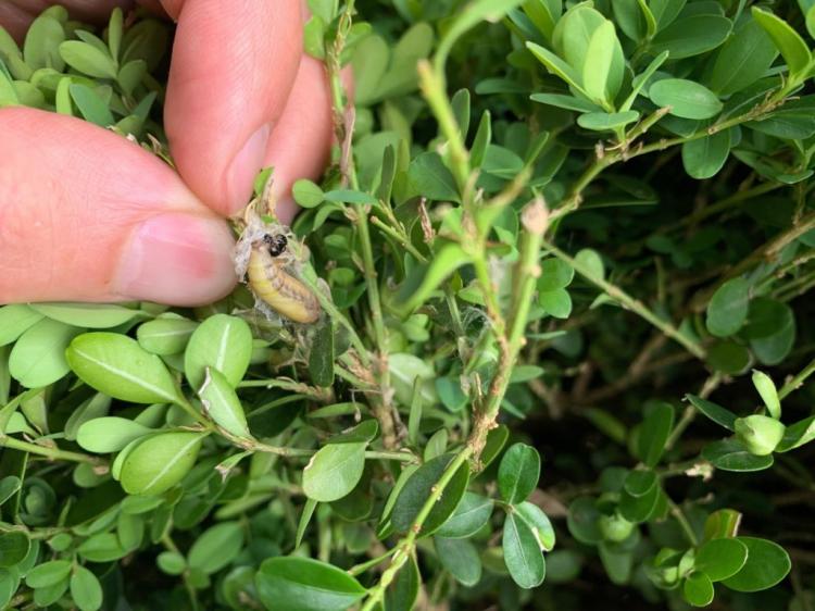 Boxwood Bugs + Fungus