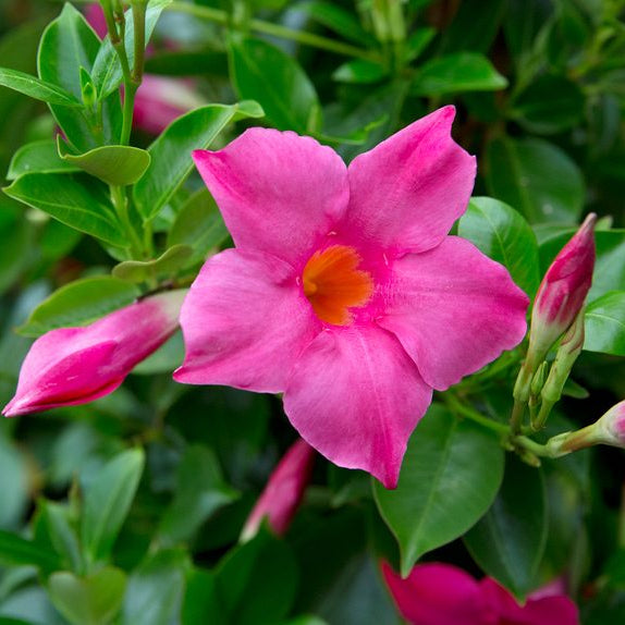 We have a huge selection of annuals!