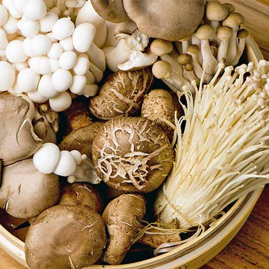 Mushroom Kits to grow your own