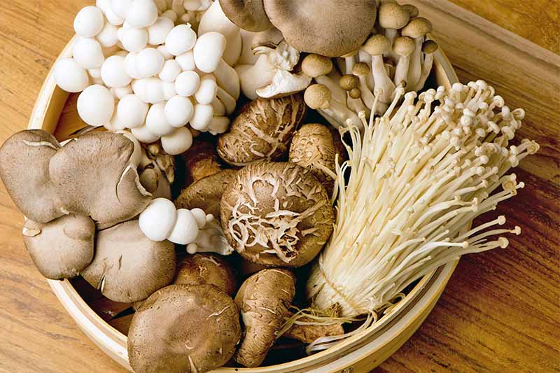 Mushroom Kits to grow your own