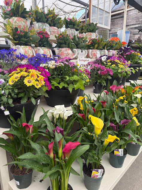 Gift Ideas for Mother's Day