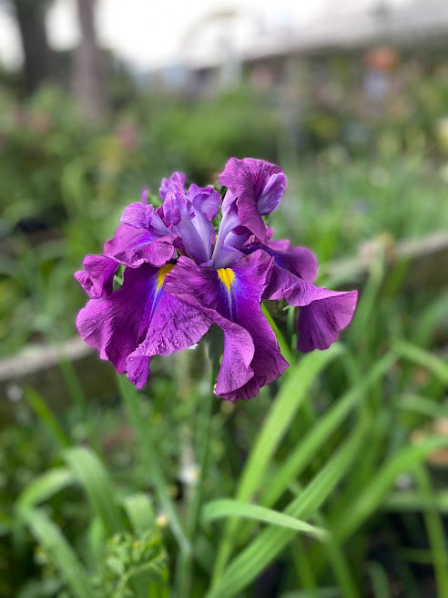 All about Perennials