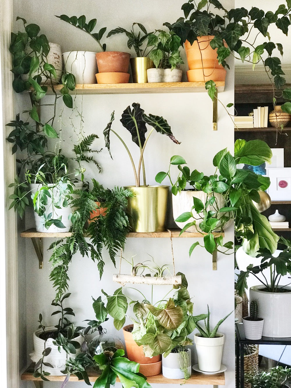 Starting an indoor Tropical Plant Collection — Rice Road Greenhouses ...