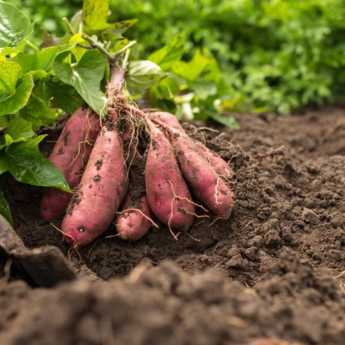 How to grow Sweet Potatoes
