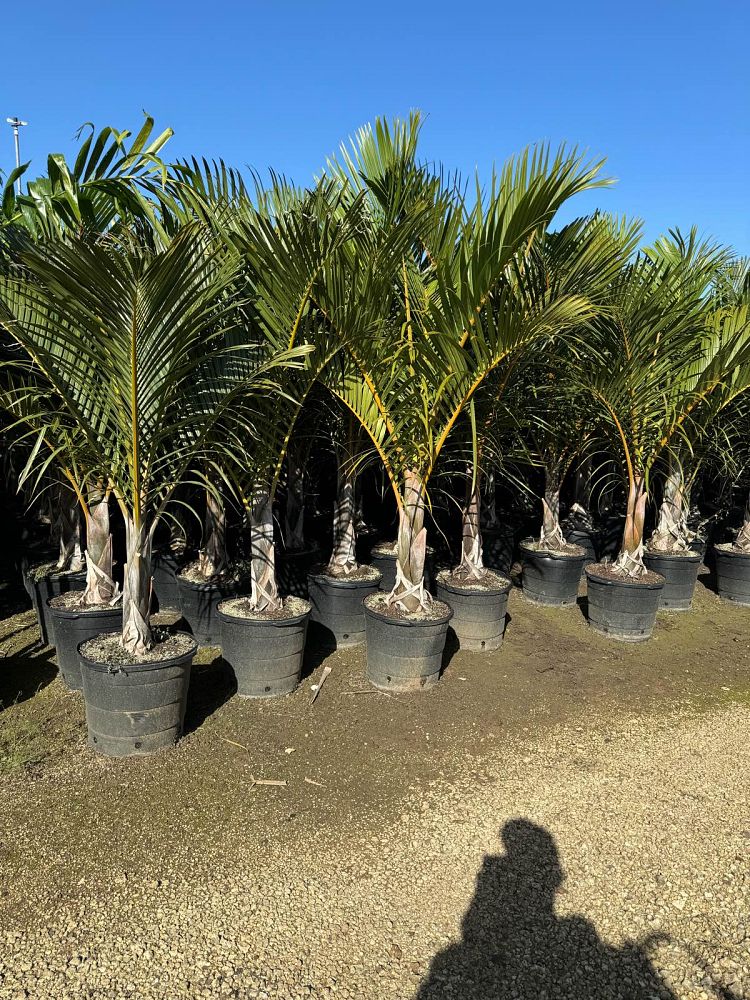 Spindle Palm 15G — Rice Road Greenhouses & Garden Centre Ltd.
