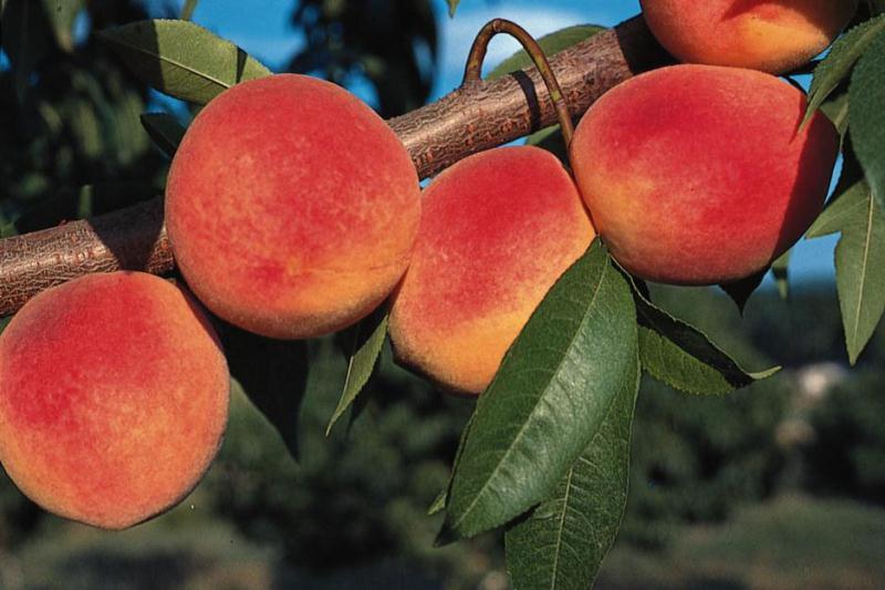 Red Haven Peach Tree