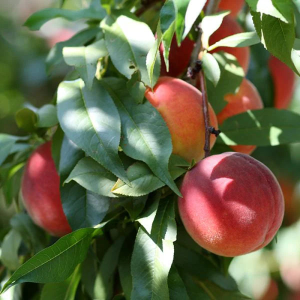 Harrow Beauty Peach Tree