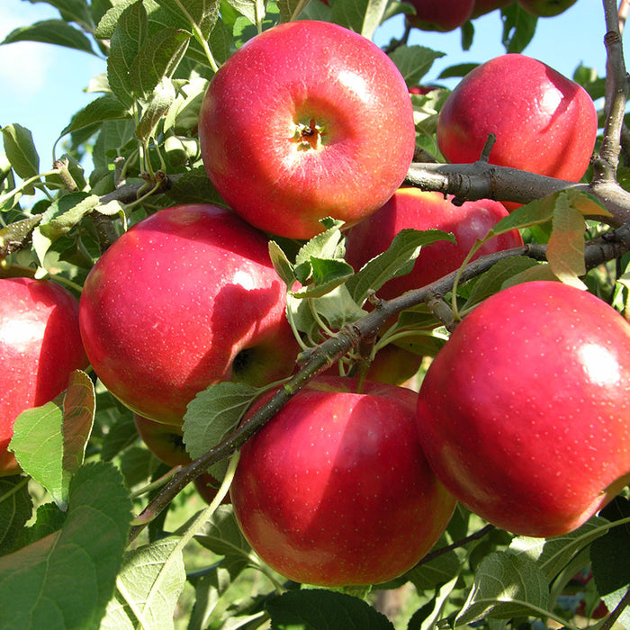 CrimsonCrisp Apple Tree 'CO-OP 39'