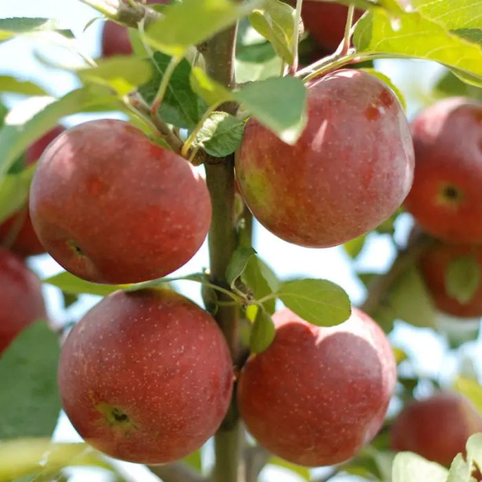 Apple Tree 'Empire'