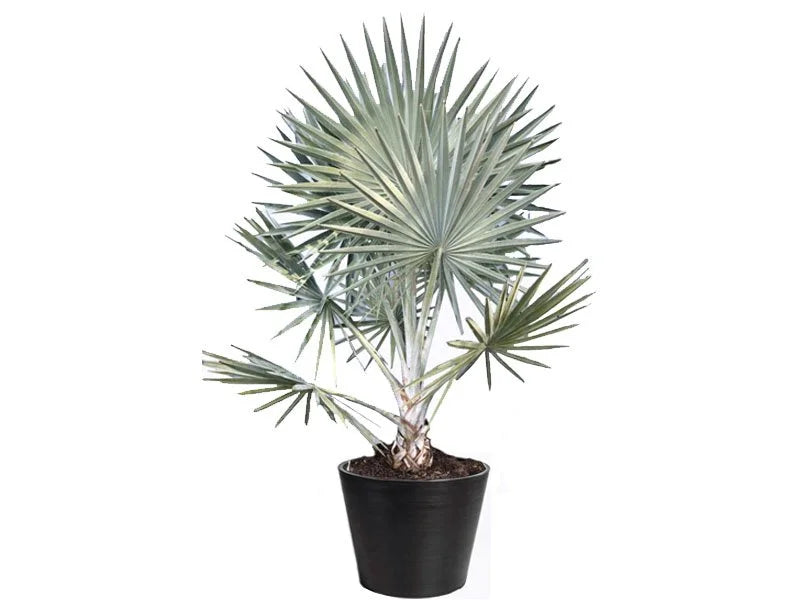 Bismarckia Palm 'Nobilis' 15G
