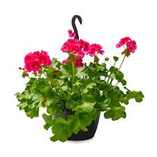 10" Geranium HB