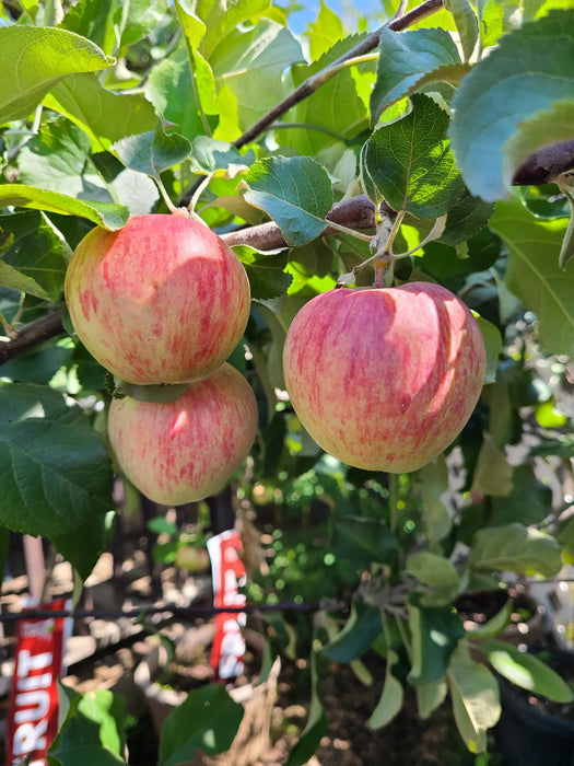 Malus Apple - Combination