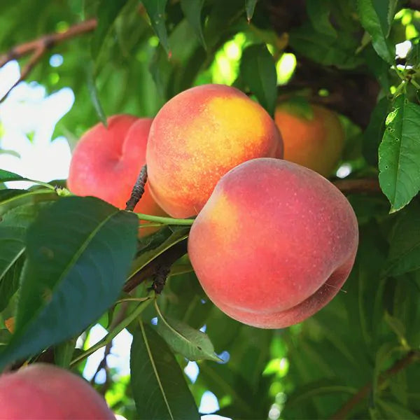 Summer Beauty Peach Tree