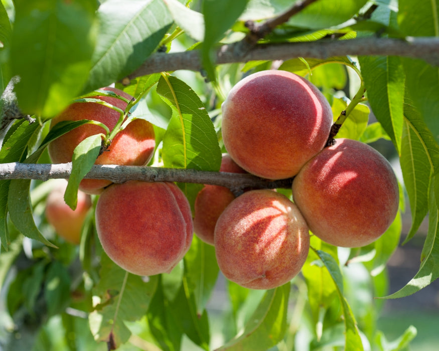 Early Red Haven Peach Tree