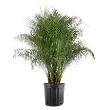Phoenix Palm 'Multi' 15G