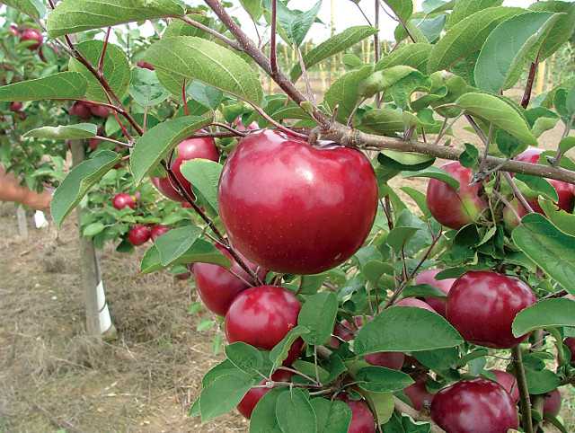 Ruby Mac Apple Tree