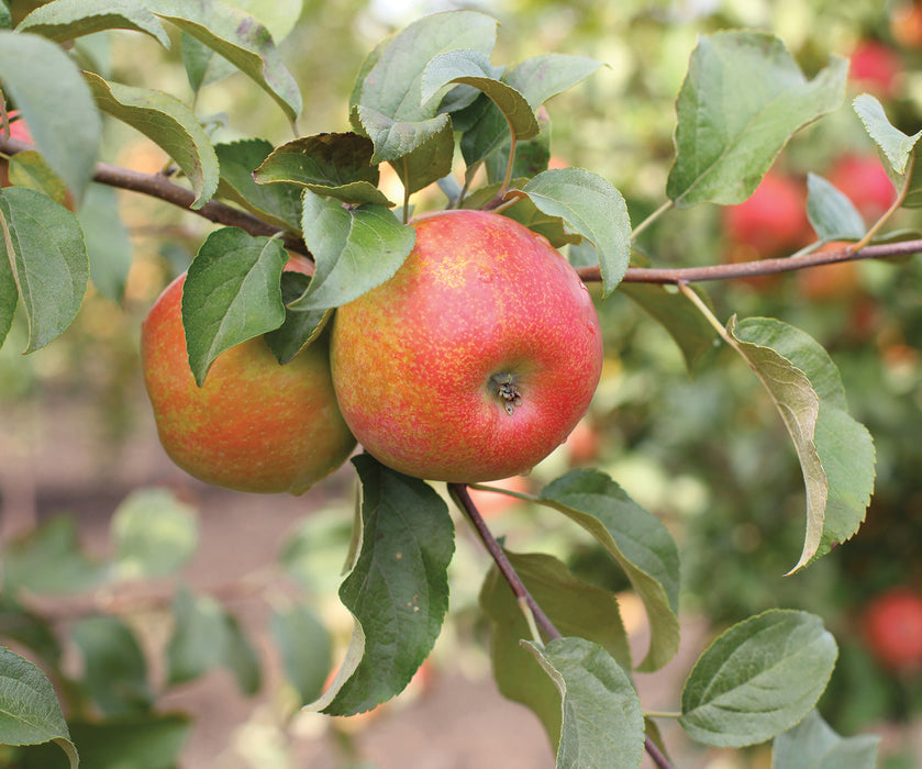 Honeycrisp Apple Tree