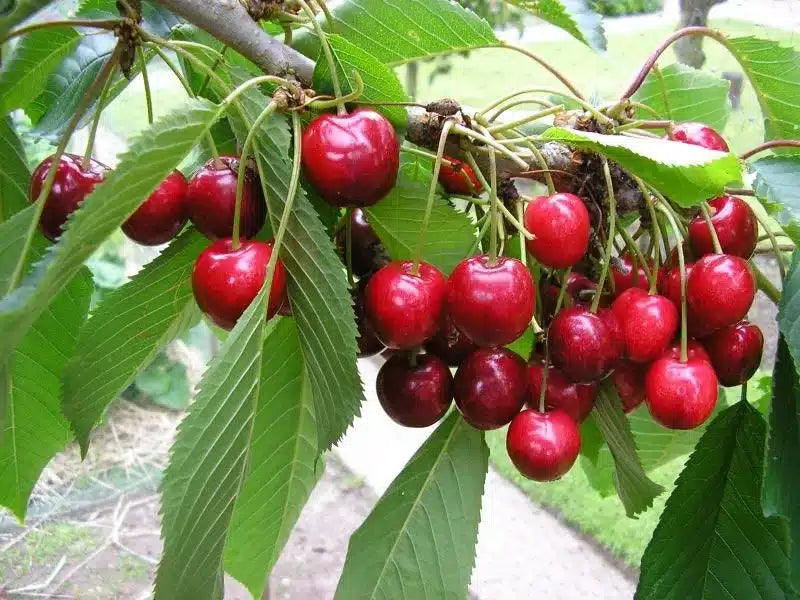 Cherry Tree - Combination